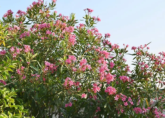 Rastoni Skiathos 트롤로스