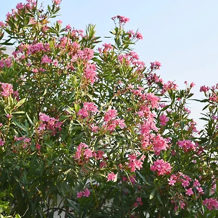 Rastoni Skiathos Трулос