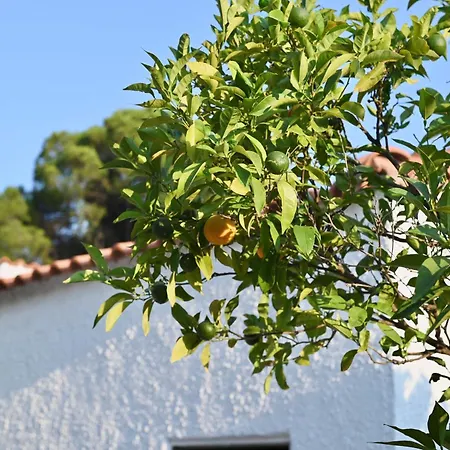 Rastoni Skiathos Troulos